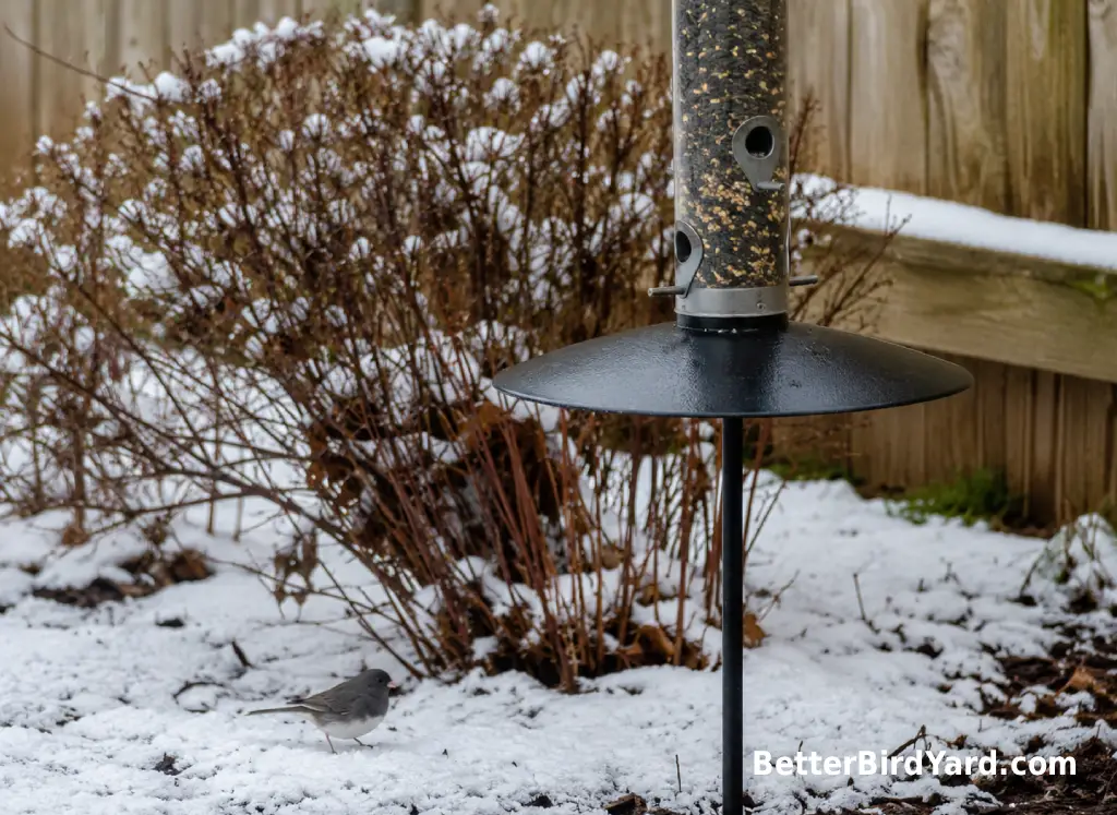 A winter bird feeder with a baffle stands above light snow near shrubs.