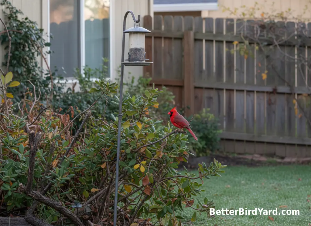 A pole-mounted bird feeder stands near shrubs but away from a reflective window.