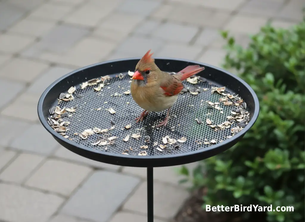 A female Northern Cardinal stands on a wide tray feeder with sunflower shells visible.