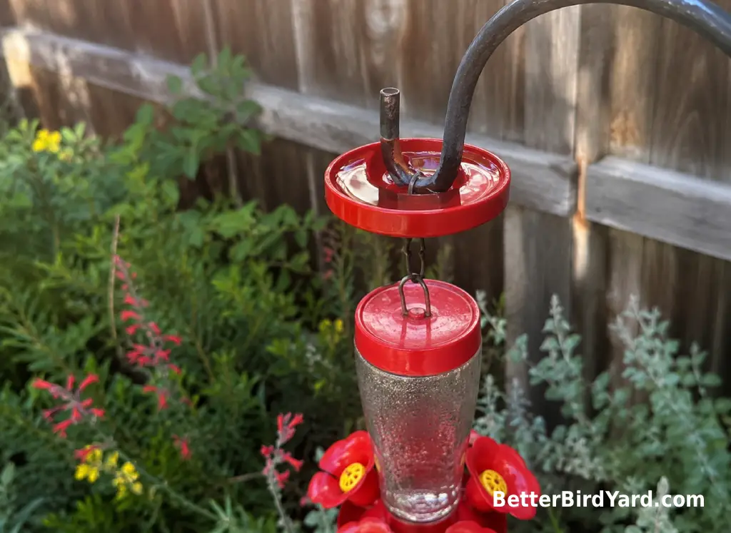 A small water-filled ant moat hangs above a hummingbird feeder on a garden hook.