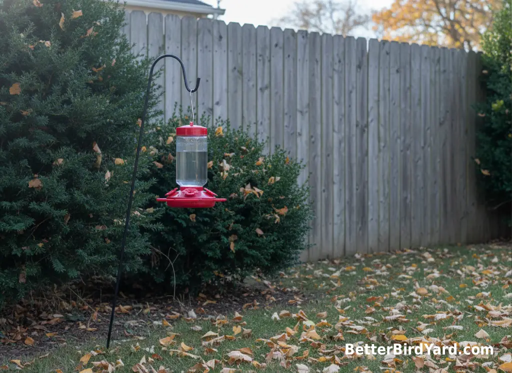 A clean hummingbird feeder hangs near evergreen shrubs in a late fall backyard.