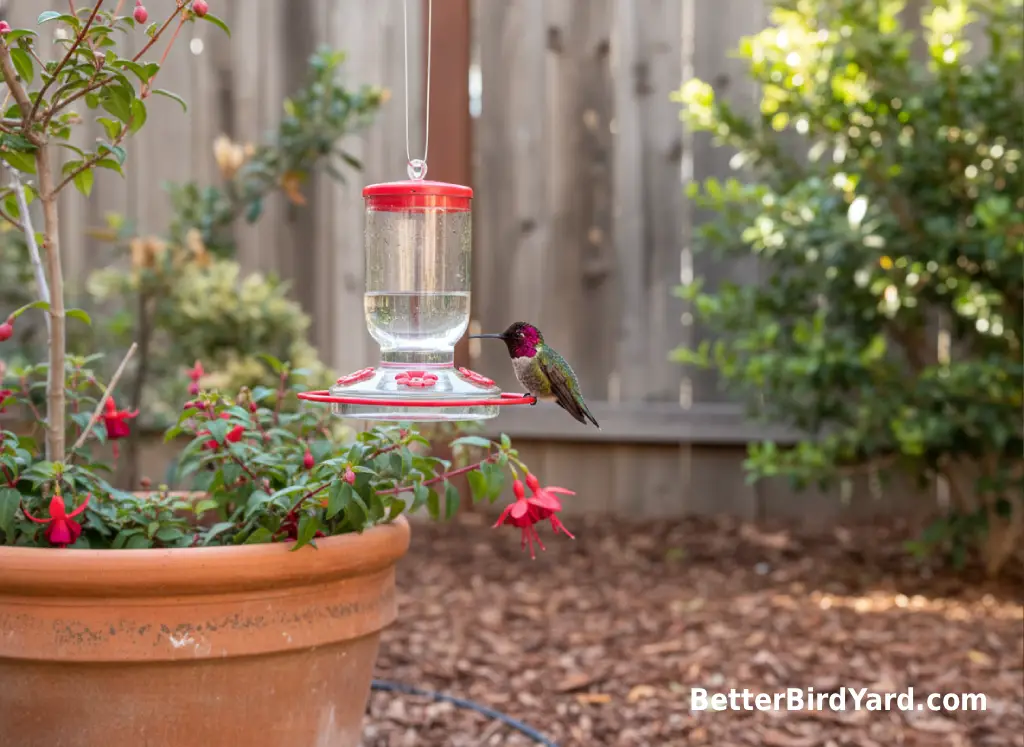 An Anna’s hummingbird perches near a clean feeder in a small patio garden.
