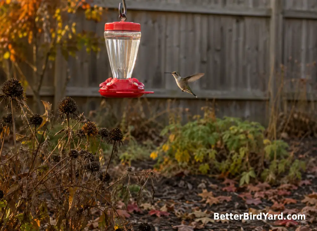 A hummingbird hovers near a small clean feeder beside late-season flowers.