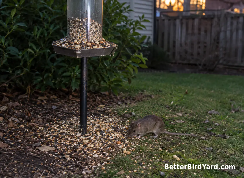 Spilled bird seed and hulls are visible under a backyard feeder on a small patio.