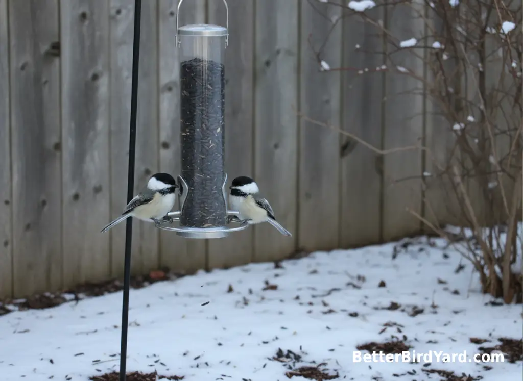 A clean tube feeder hangs in a snowy suburban backyard with chickadees perched nearby.