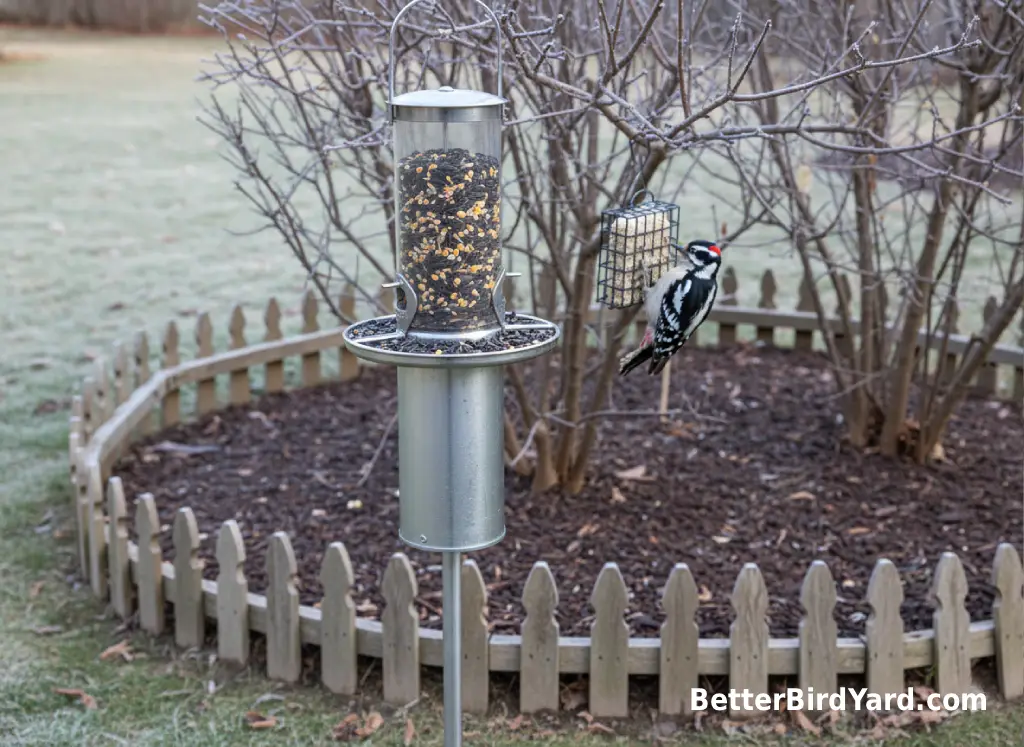 A squirrel baffle protects a pole-mounted feeder in a small winter backyard.