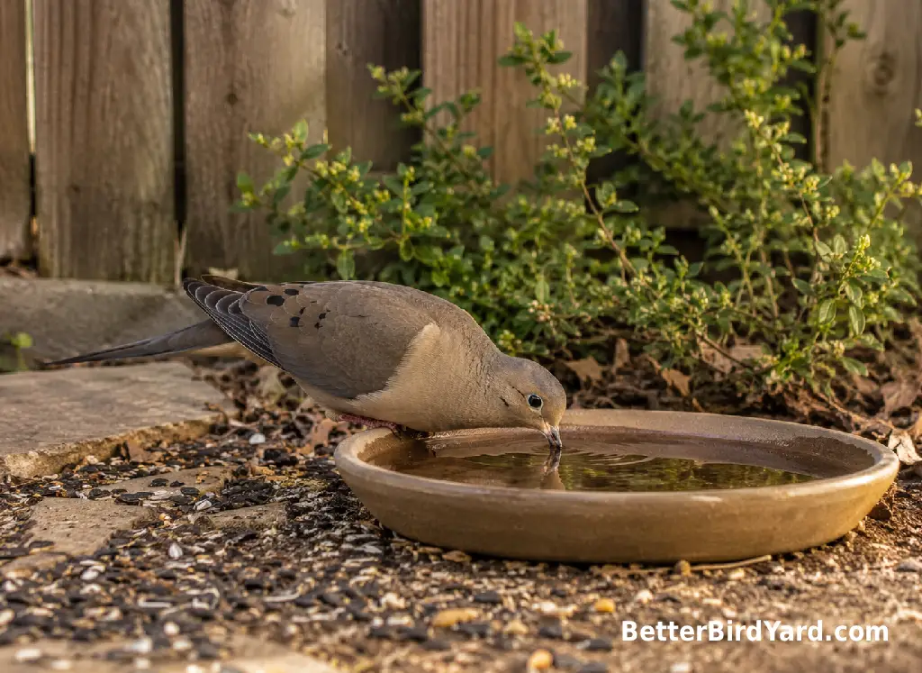 A Mourning Dove drinks from a shallow water dish in a backyard.