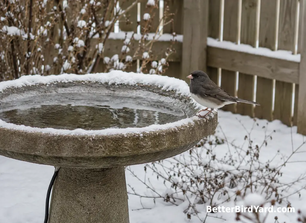 A Dark-eyed Junco perches on a shallow heated bird bath in a snowy backyard.