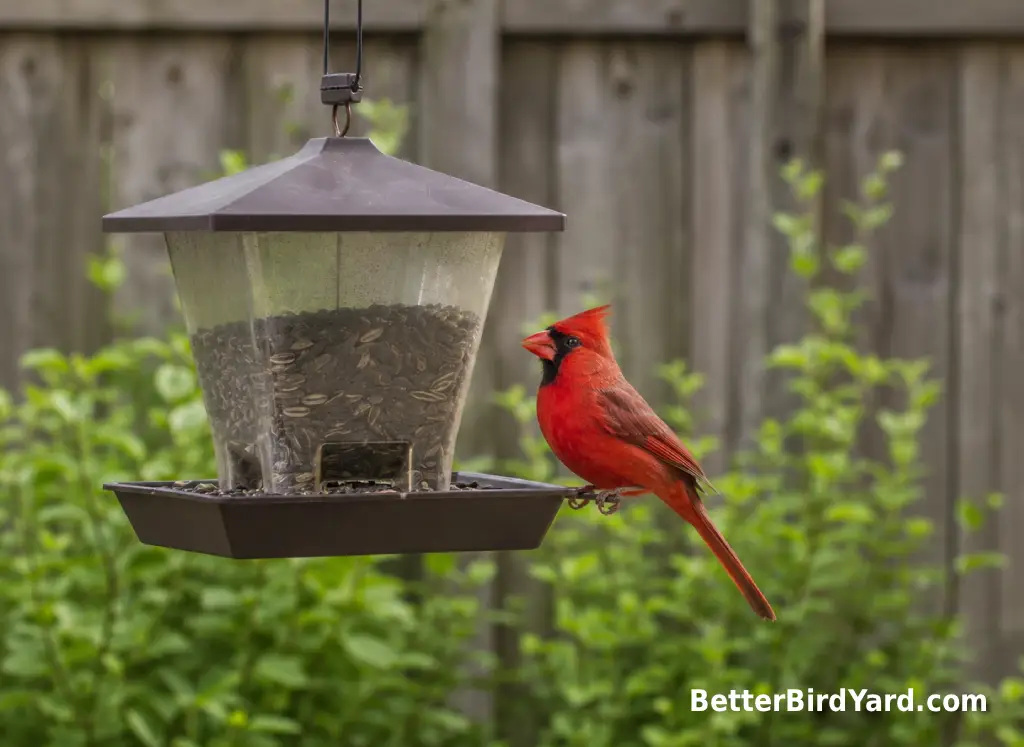 A male Northern Cardinal perches beside a clean hopper feeder in a suburban backyard.