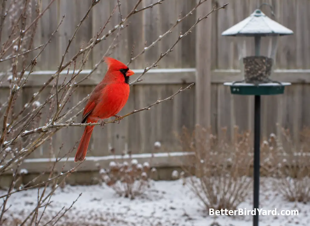 A male Northern Cardinal perches on a snowy shrub branch near a backyard feeder.