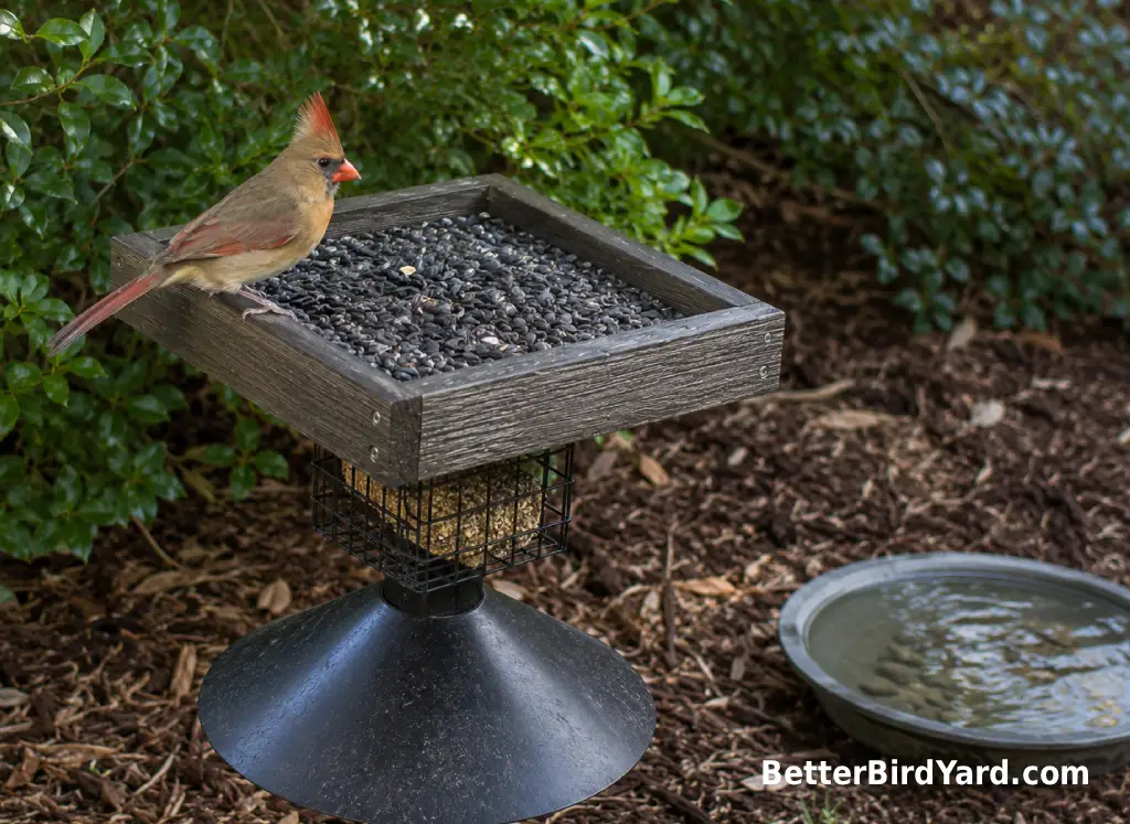 A female Northern Cardinal feeds from a platform feeder with sunflower seed near backyard shrubs.