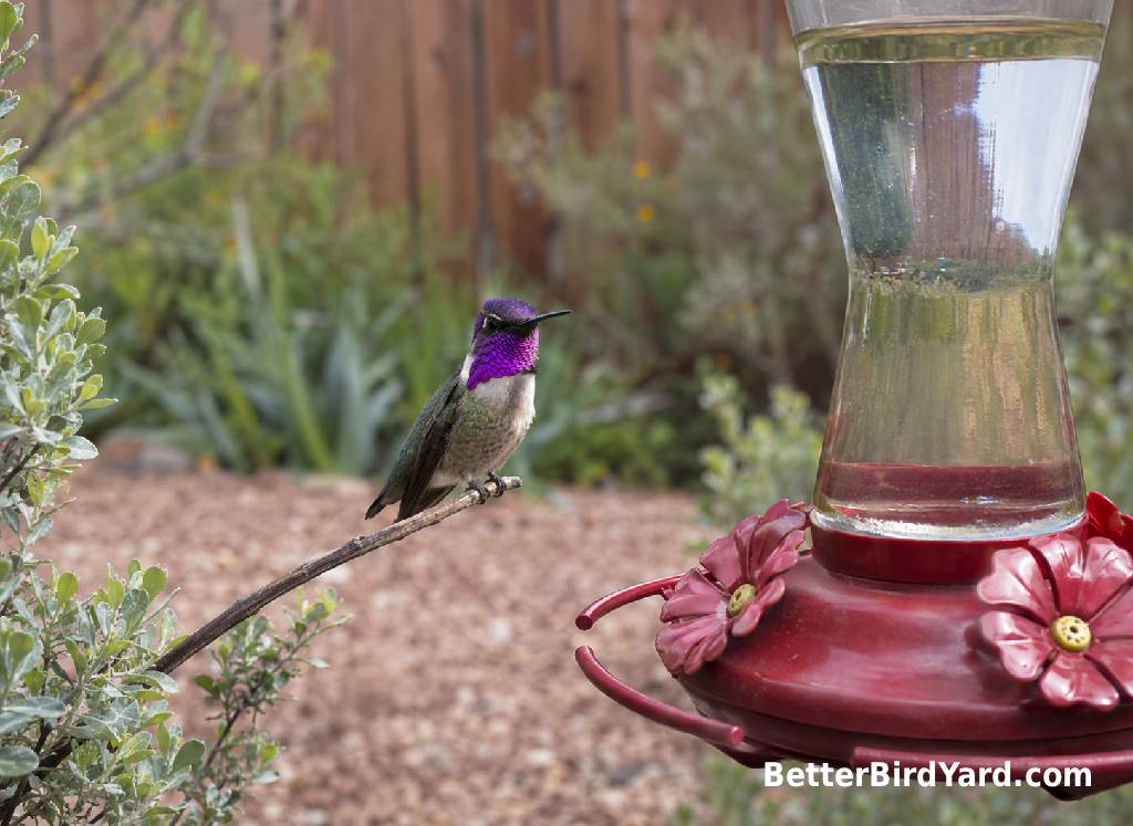A male Costa’s hummingbird perches near a clean nectar feeder in a desert-style backyard garden.