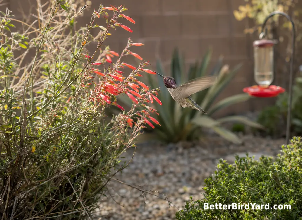 A small desert garden bed has tubular red flowers and native shrubs beside a clean patio feeder.