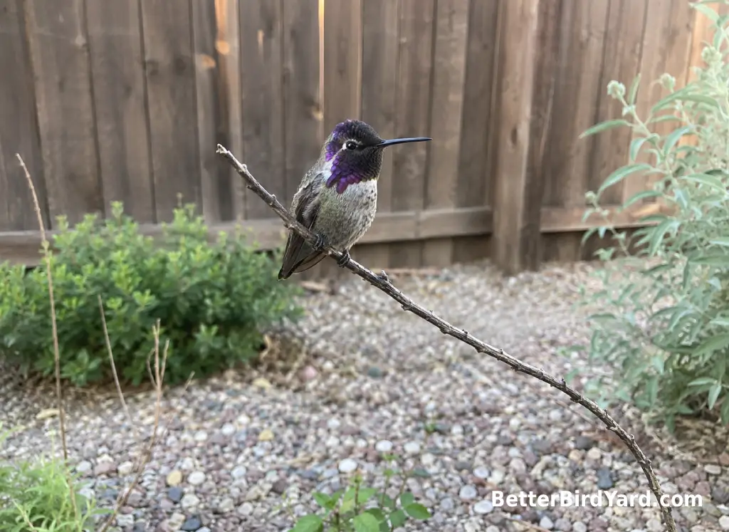 A Costa’s hummingbird perches on a thin twig above a quiet desert garden bed.