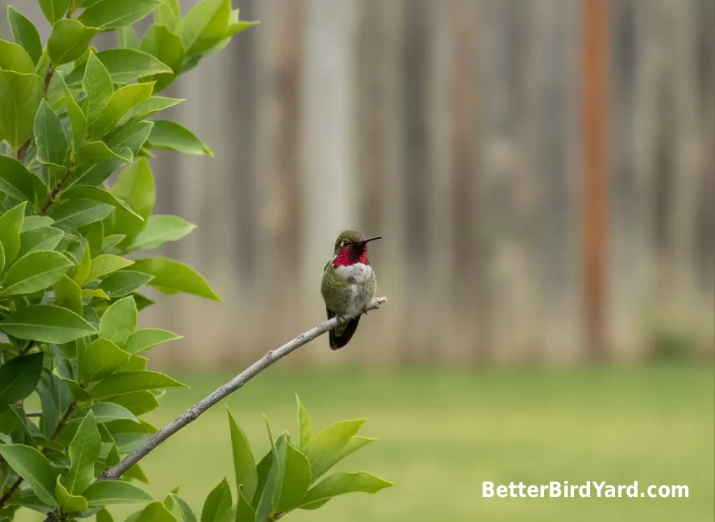 A small hummingbird perches on a slender branch beside dense green leaves in a backyard shrub.