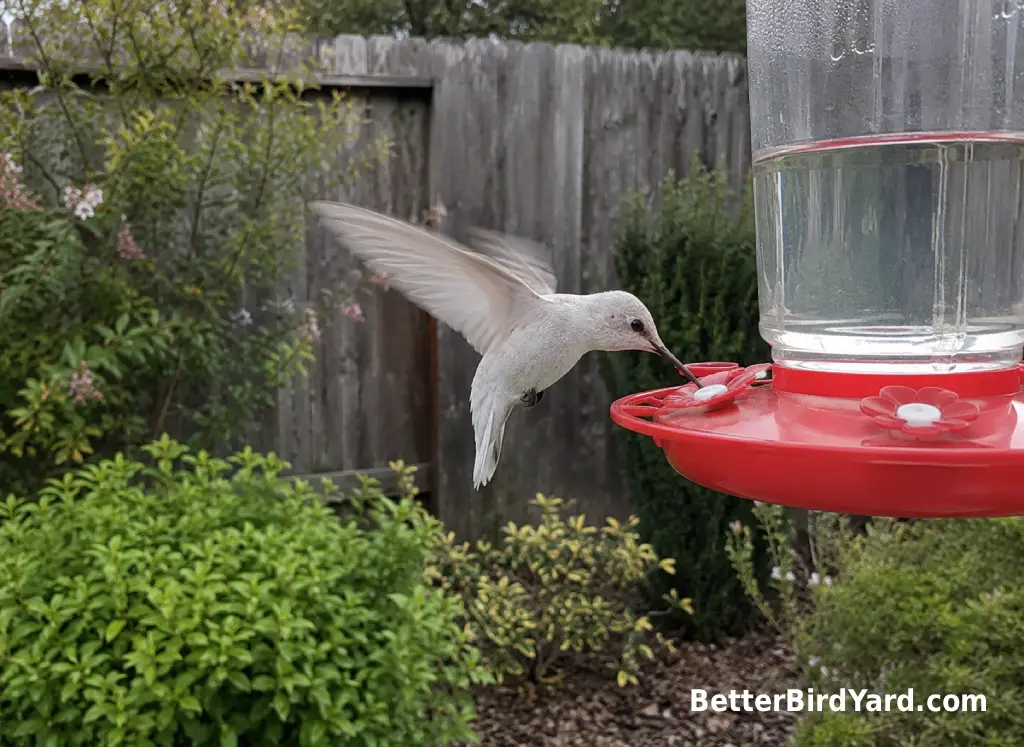 A pale leucistic hummingbird visits a clean feeder in a quiet backyard garden.