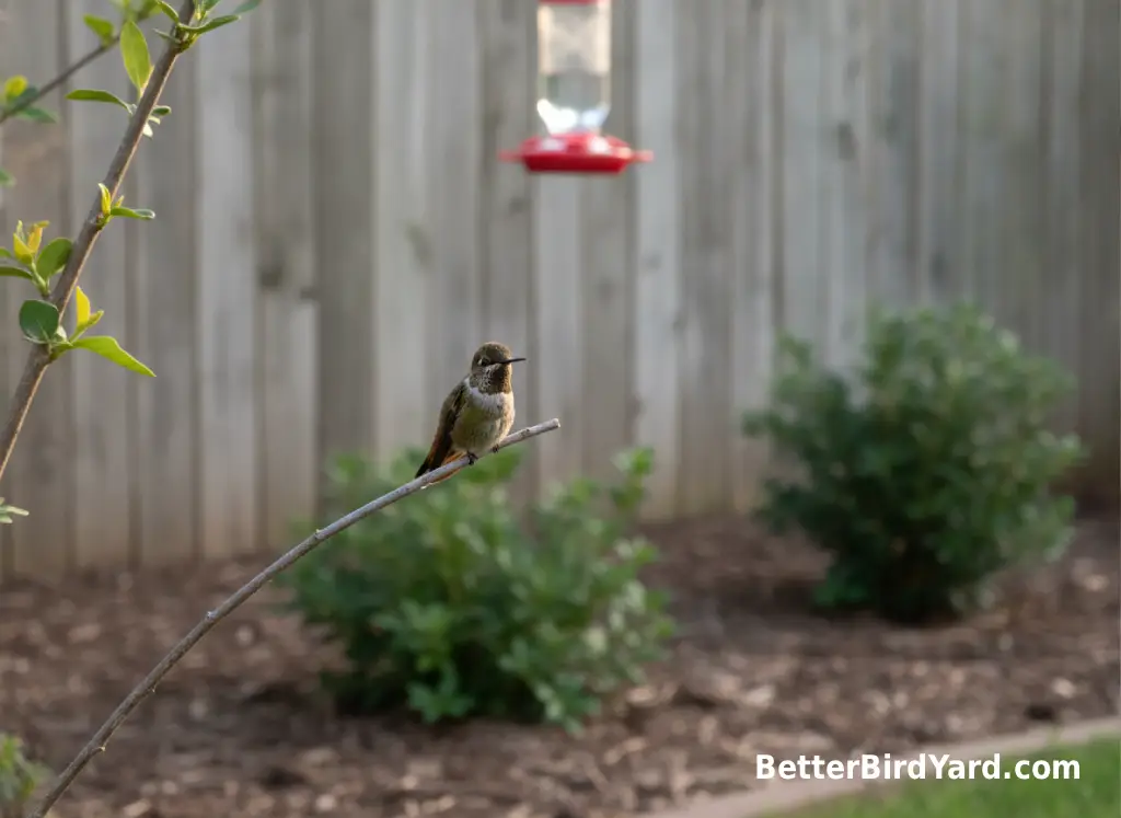A hummingbird rests on a thin branch near a clean feeder during migration season.
