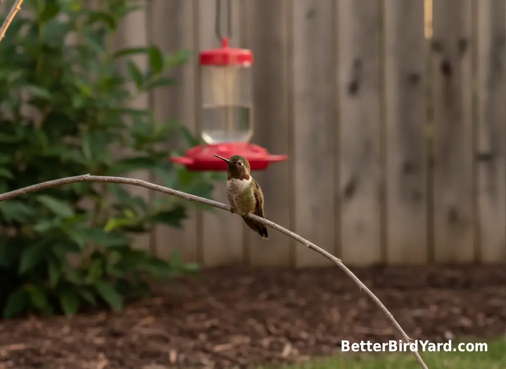 A hummingbird perches on a thin twig near a red feeder in a backyard.