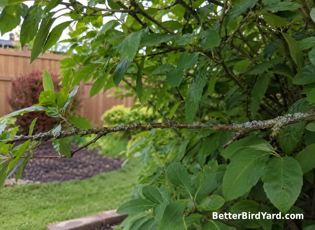 A slender branch in a backyard shrub creates a sheltered place where a hummingbird could build a small cup nest.
