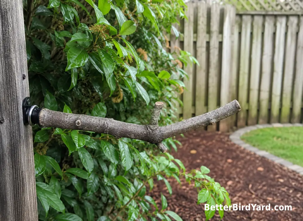 A simple branch-like nesting support is mounted near leafy shrubs instead of an enclosed hummingbird box.