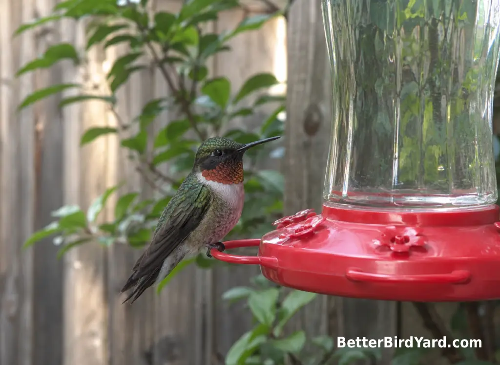 A Ruby-throated Hummingbird perches near a clean backyard feeder with a soft green garden background.
