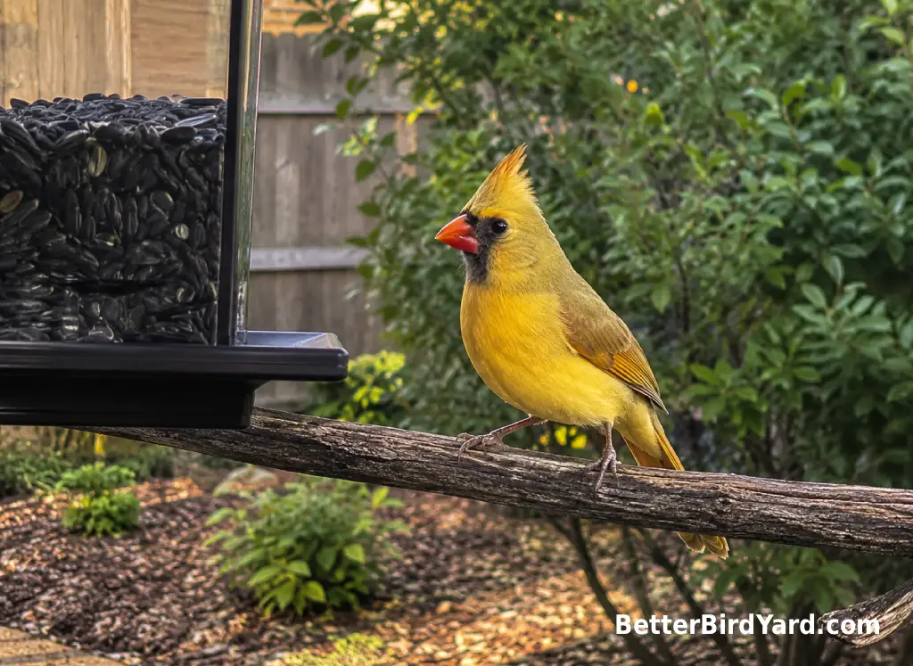 A yellow cardinal-like bird perches near a clean backyard hopper feeder.