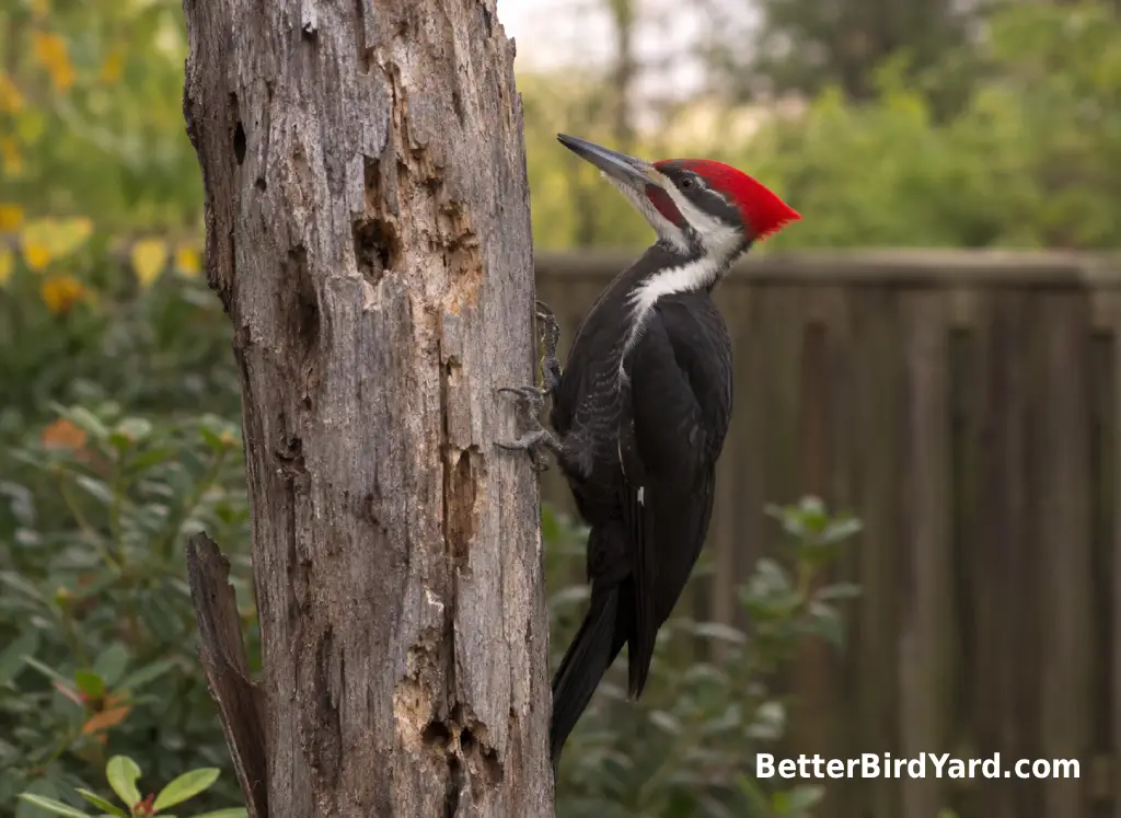 A pileated woodpecker clings to a dead tree trunk in a wooded backyard edge.