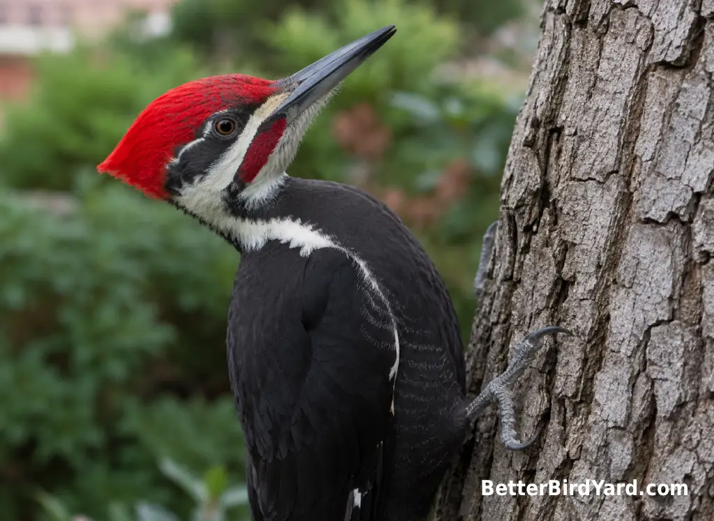 A pileated woodpecker shows its red crest and black-and-white face stripes on a tree trunk.