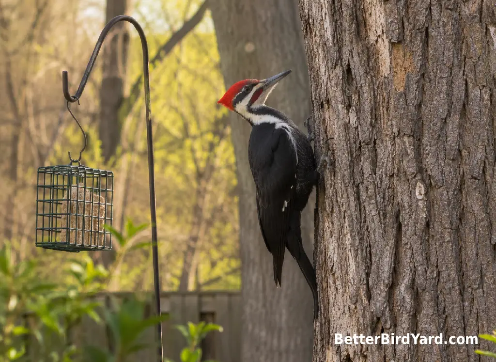 A pileated woodpecker perches on a large tree trunk near a smaller backyard feeder for scale.