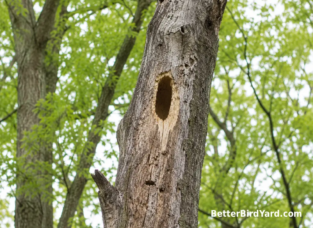 An oblong woodpecker cavity appears high on a dead tree trunk in a quiet wooded yard.