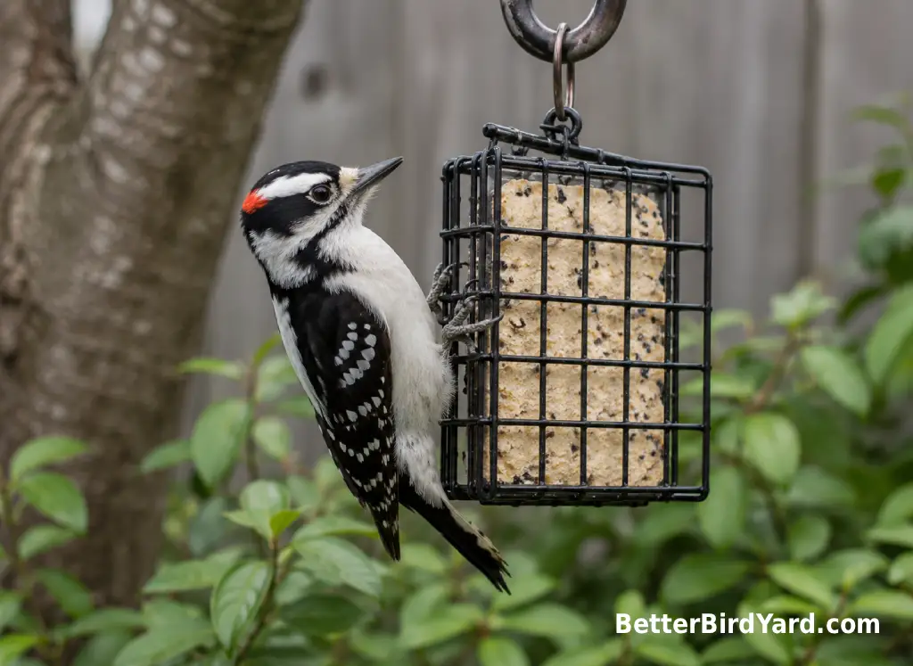 A Downy Woodpecker clings naturally to a suet cage in a quiet backyard.