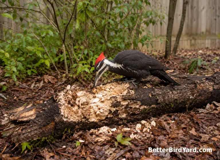 A pileated woodpecker forages on a fallen log near native shrubs.
