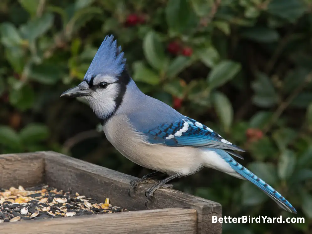 A single adult Blue Jay with a raised crest stands on the edge of a backyard platform feeder.