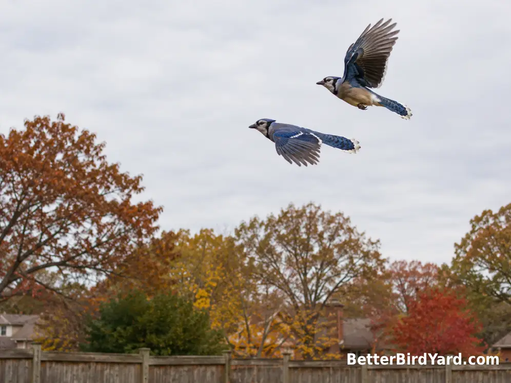 Two Blue Jays fly above an oak-lined suburban neighborhood in autumn.