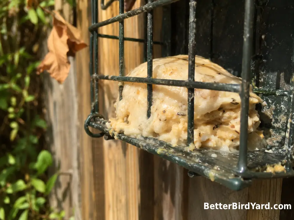 A softened suet cake slumps inside a wire feeder in warm sunlight.