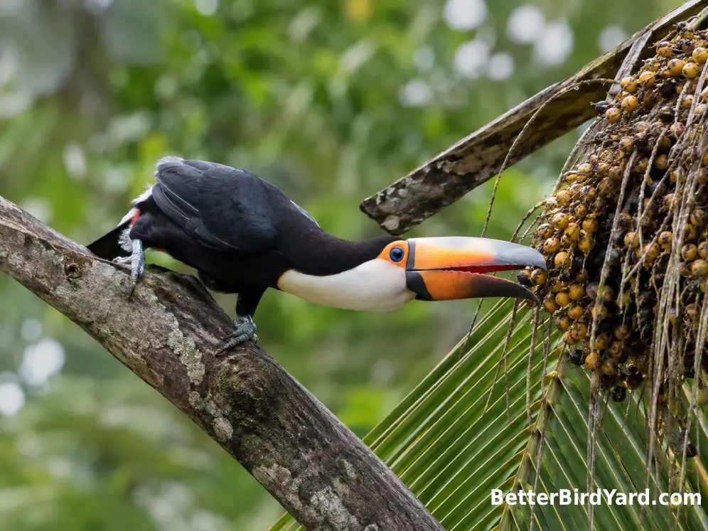 A White-throated Toucan reaches toward a cluster of ripe palm fruits in a tropical canopy.