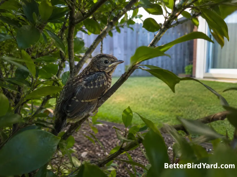 A fledgling perches safely inside a low shrub in a quiet backyard.
