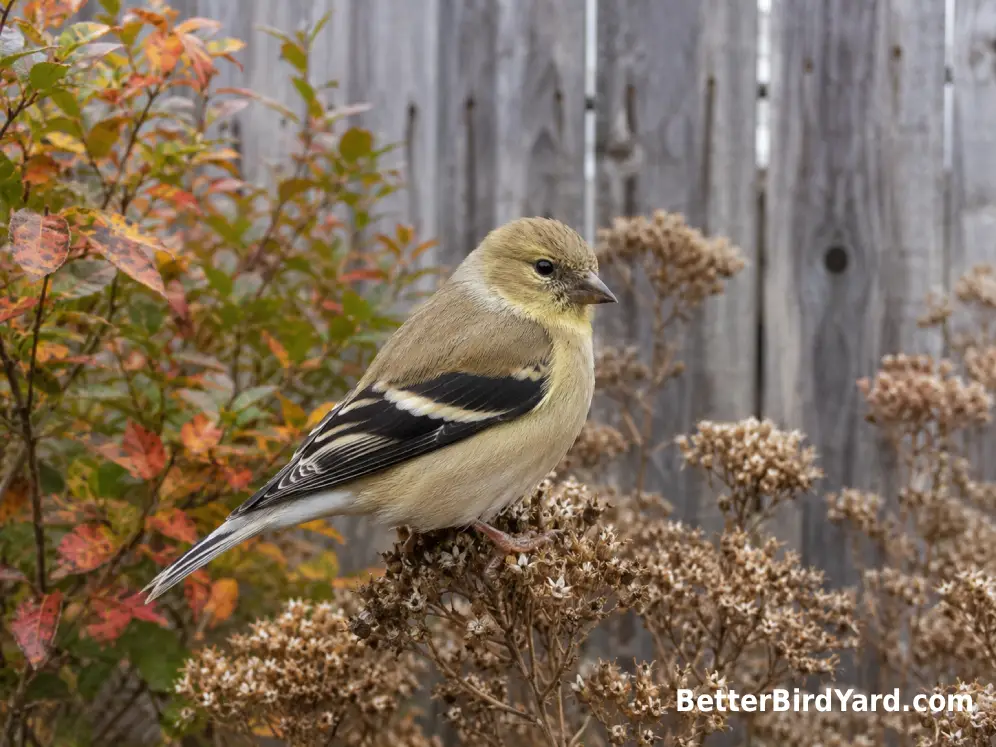 A nonbreeding American Goldfinch with muted plumage perched among dry autumn seed heads.