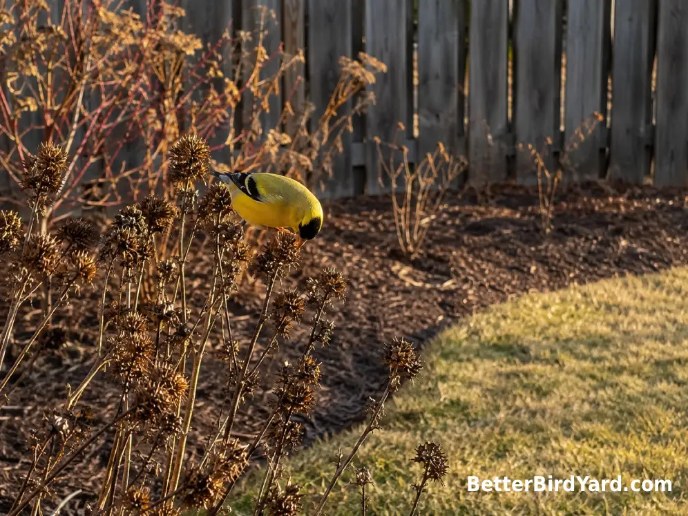 An American Goldfinch feeding on seed heads beside a suburban backyard planting bed.