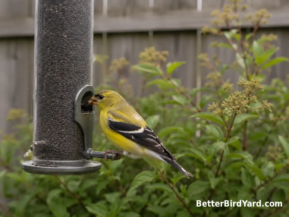 An American Goldfinch eating nyjer seed from a clean tube feeder.