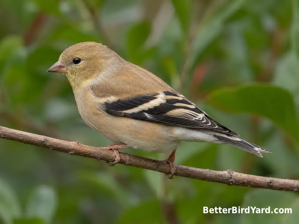 A nonbreeding American Goldfinch in profile showing dark wings and pale wingbars.
