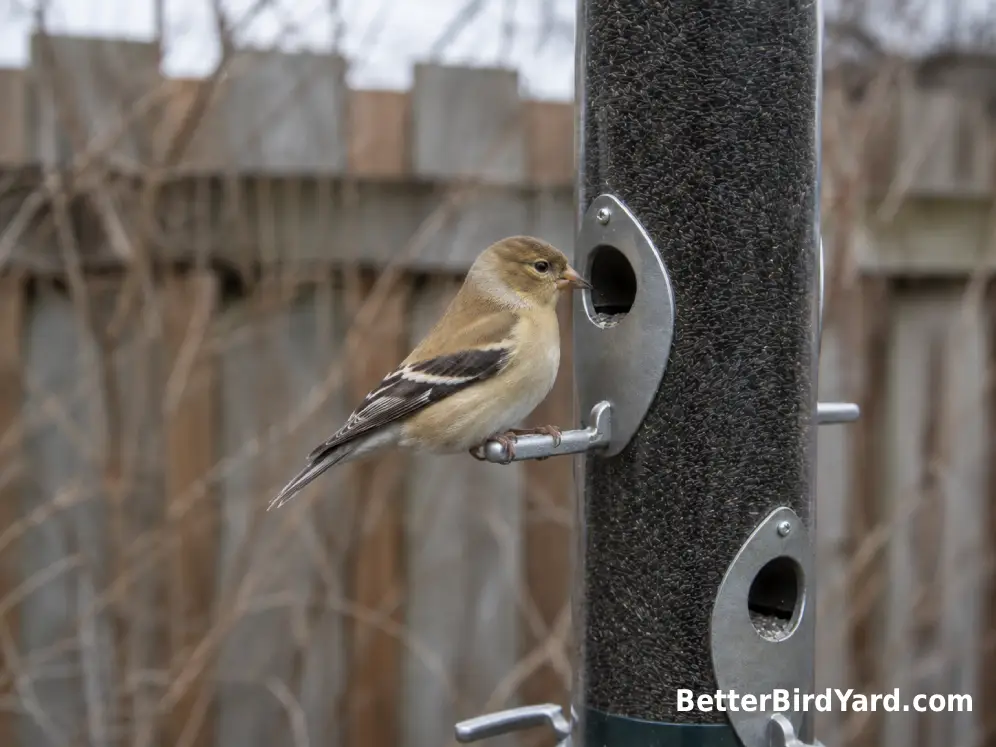 American Goldfinch in subdued winter plumage perched on a clean nyjer feeder.