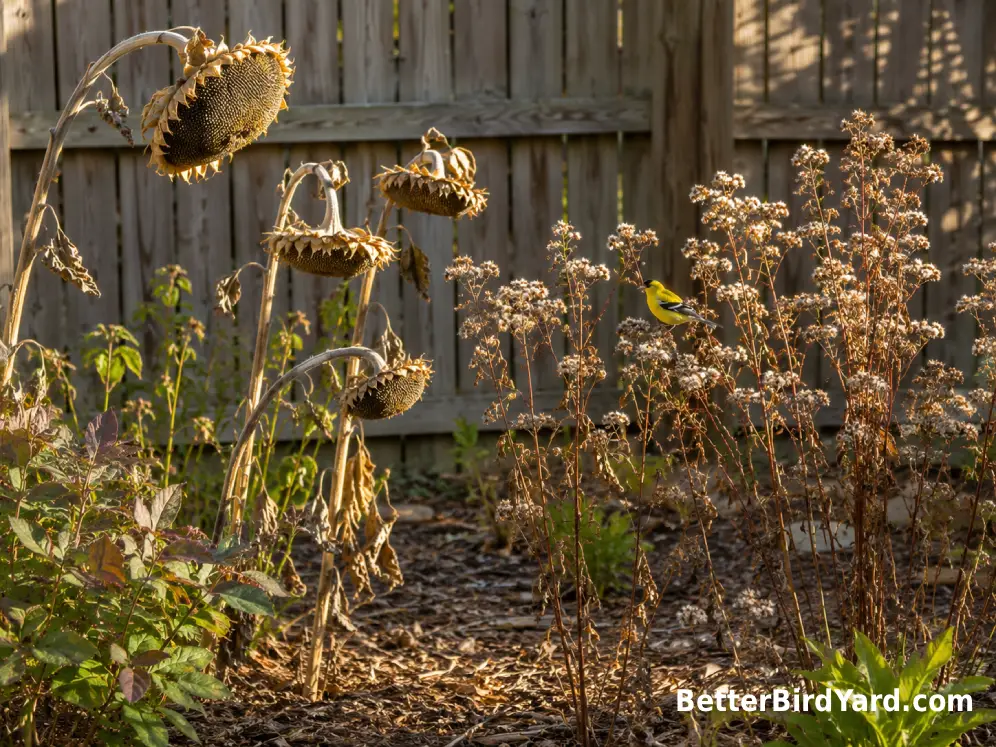 Dried native sunflower and aster seed heads stand in a small backyard planting bed.