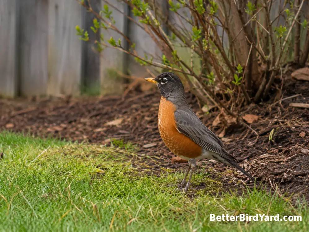 An adult American Robin stands upright on a suburban lawn with a dark head, yellow bill, and orange breast.