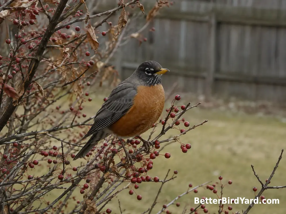 An American Robin perches in a berry-bearing shrub in a quiet suburban yard during cool weather.
