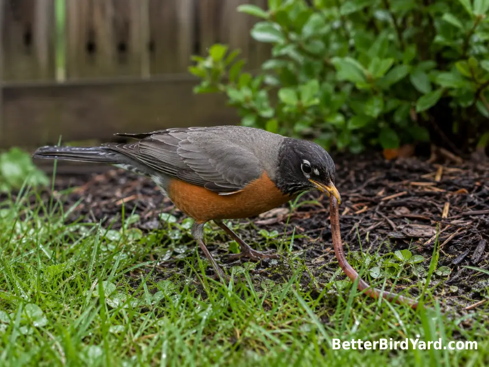 An American Robin pulls an earthworm from damp grass beside a mulched garden bed.
