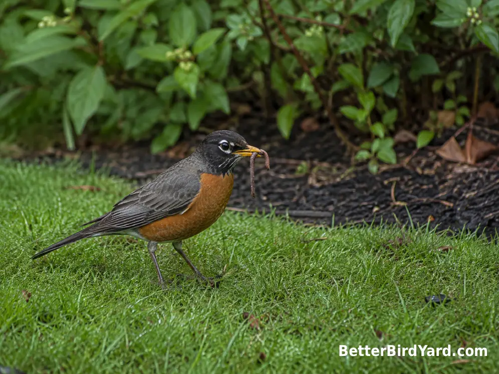 American Robin standing on a lawn with an earthworm beside low berry-producing shrubs.