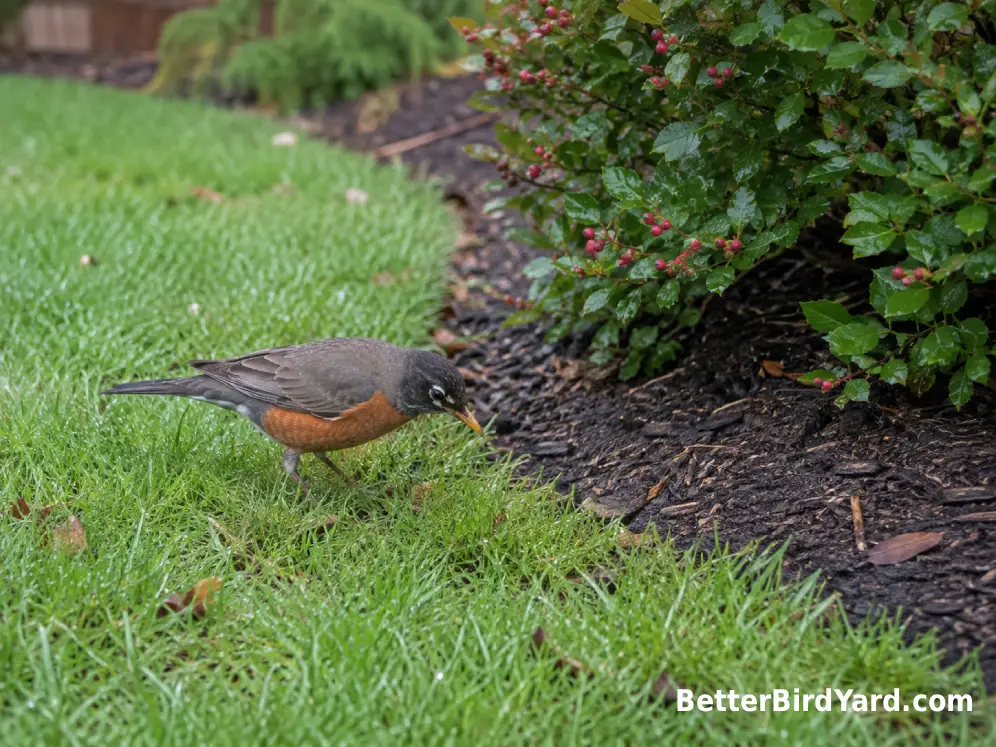 American Robin foraging on damp spring grass beside a berry-producing shrub.