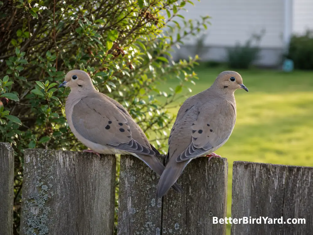 A pair of Mourning Doves sits close together on a weathered backyard fence.