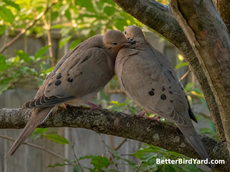 Two Mourning Doves gently preen each other while perched on a backyard branch.